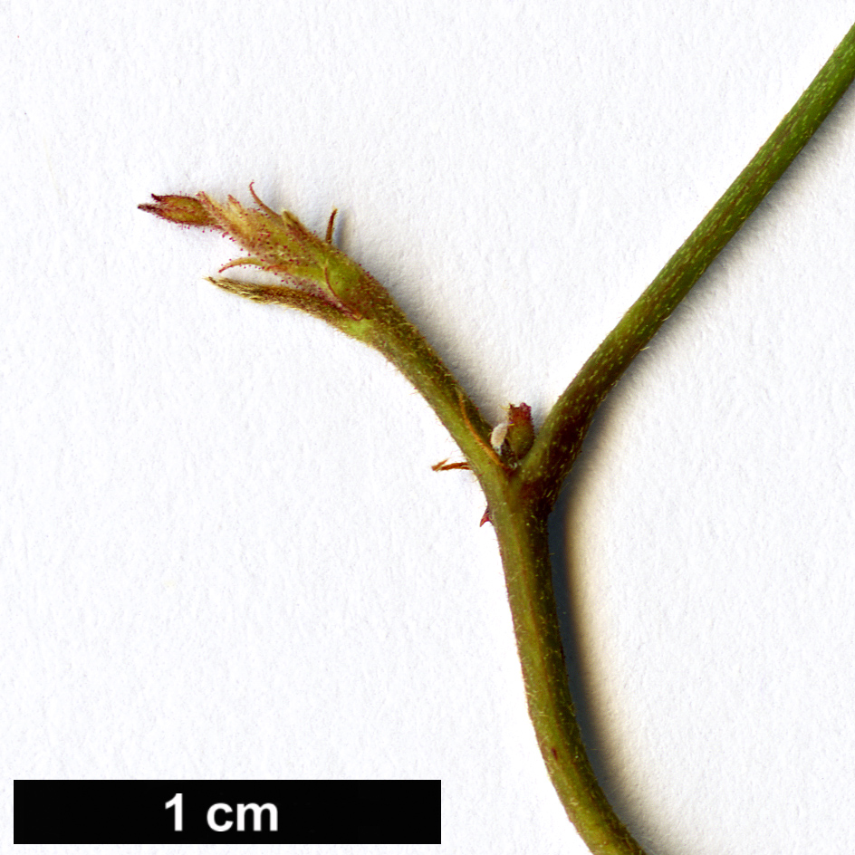 High resolution image: Family: Rosaceae - Genus: Rubus - Taxon: schmidelioides - SpeciesSub: var. pauperatus